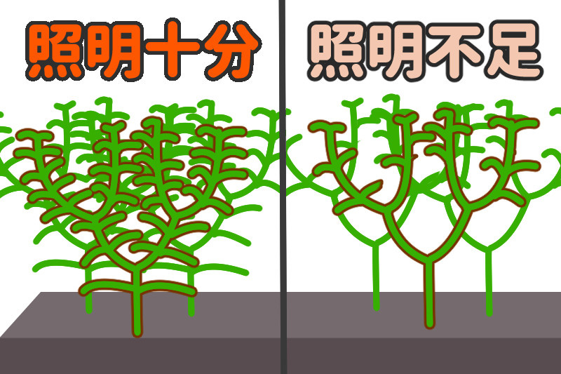 水草が照明不足でトリミングした場合