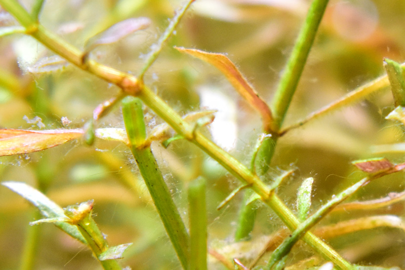 毛布状のコケに覆われた有茎草の茎