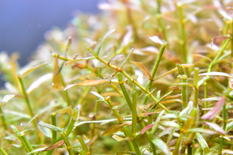 実は毛布状のコケに覆われている有茎草