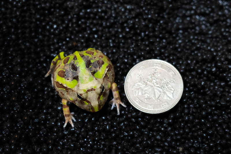 500円玉とブラジルツノガエルの子ガエル