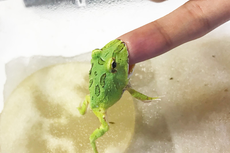 指に食らいつくクランウェルツノガエル