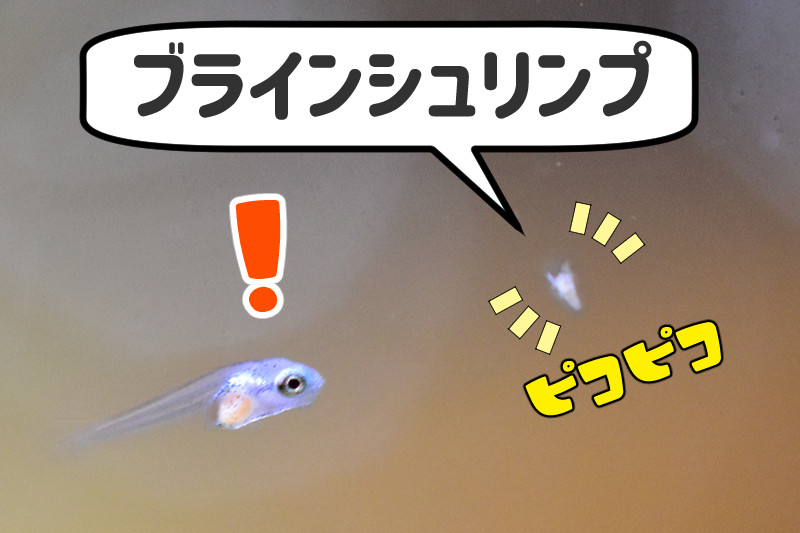 ブラインシュリンプとベタの稚魚