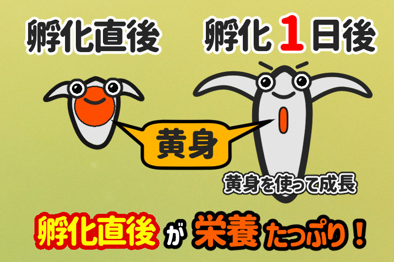 孵化直後のブラインシュリンプと孵化1日のブラインシュリンプの栄養イメージイラスト