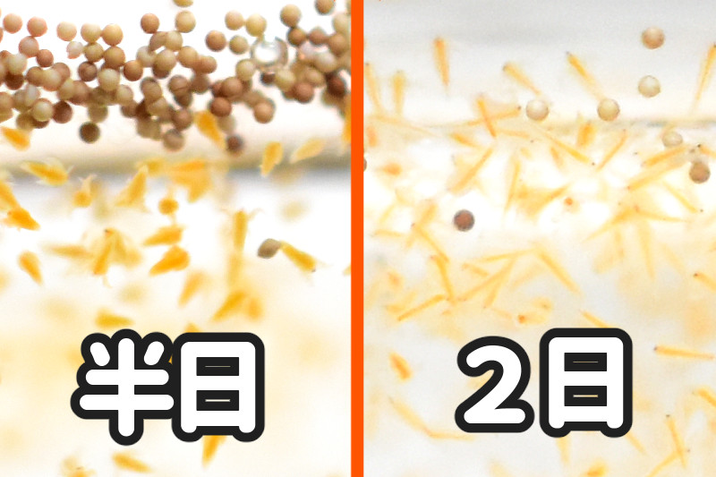 孵化半日と2日後のブラインシュリンプの比較
