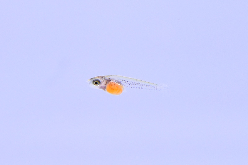 フンドゥロパンチャックス・ガードネリィの稚魚