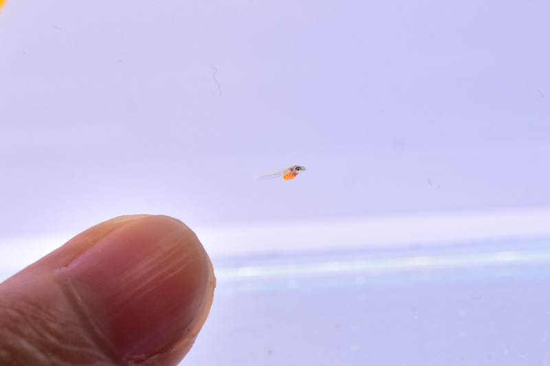 フンドゥロパンチャックス・ガードネリィの稚魚と指のサイズ比較