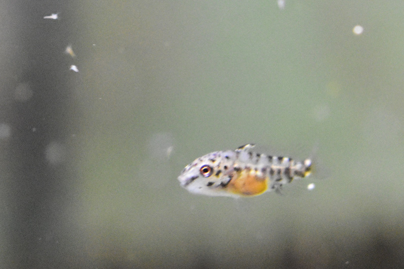 ブラインを食べたペルヴィカクロミス・プルケールの稚魚