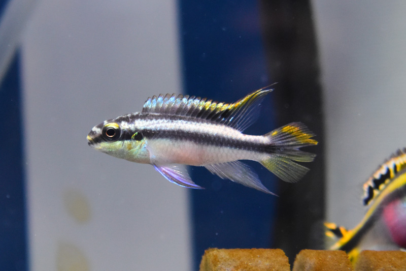 一般的に売られているペルヴィカクロミス・プルケールの幼魚
