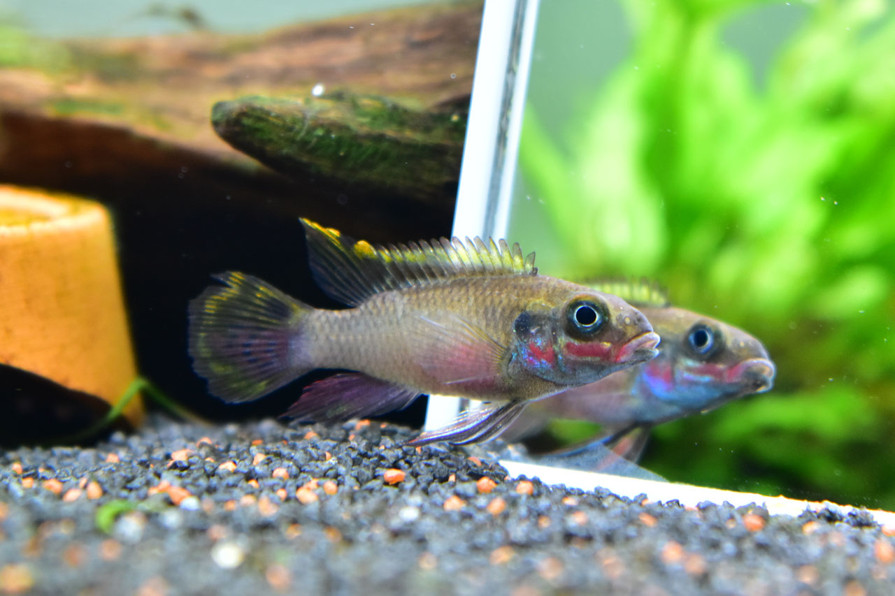 ペルヴィカクロミス・タエニアータスの幼魚